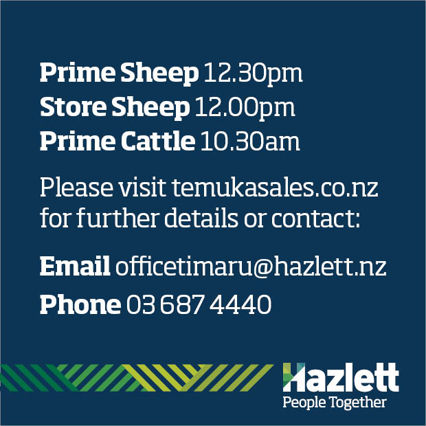 37 What's On Hazlett New zealand